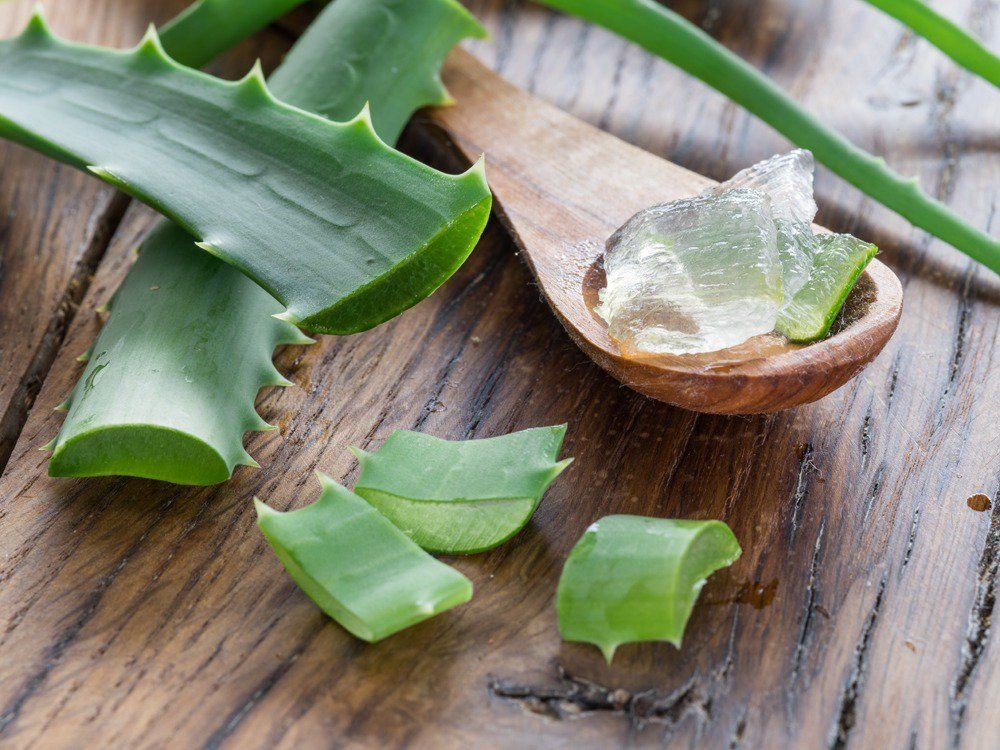 Aloe vera, planta habitual en infusiones y preparados
